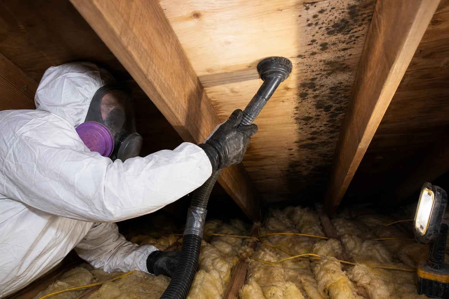 Technician removing black mold from attic rafters in a Dallas TX home