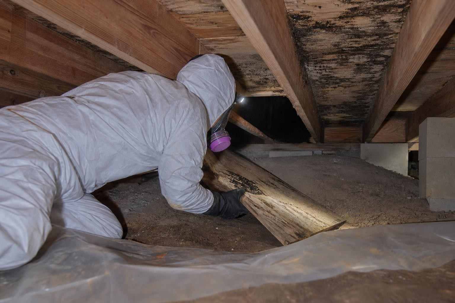 Technician removing mold from floor joists in the crawl space of an older pier-and-beam Dallas TX home