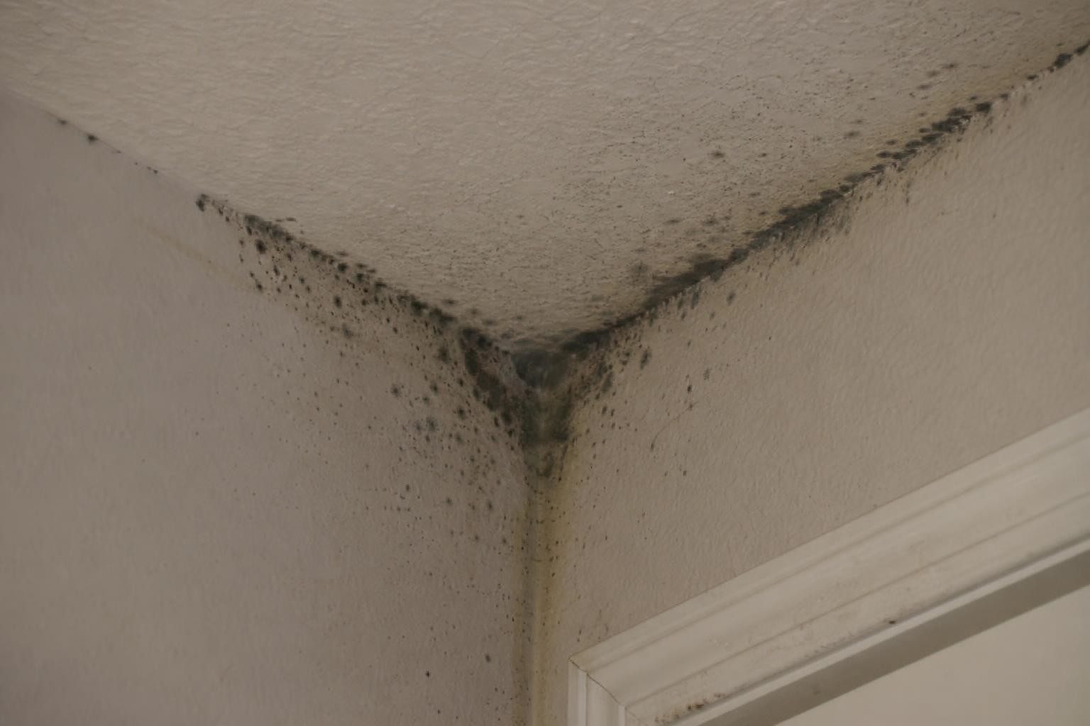 Is Black Mold Dangerous? What Dallas Homeowners Should Know